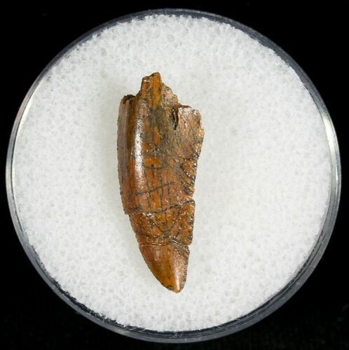 Large Raptor Tooth From Morocco - #7425